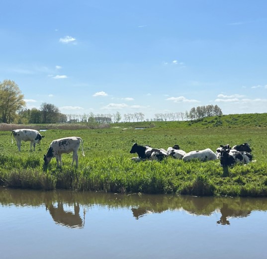 Holstein / Witblauw koeien in de wei